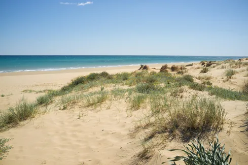 Discover the Spanish Costa Blanca where a sandy beach with scattered green vegetation lies under a clear blue sky, with the ocean stretching into the horizon.